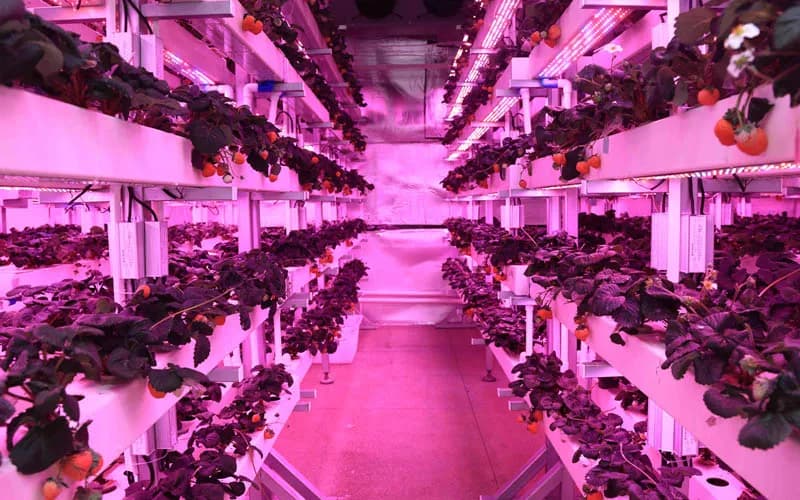 Die Zukunft der Landwirtschaft durch fortschrittliche Lichttechnologie gestalten