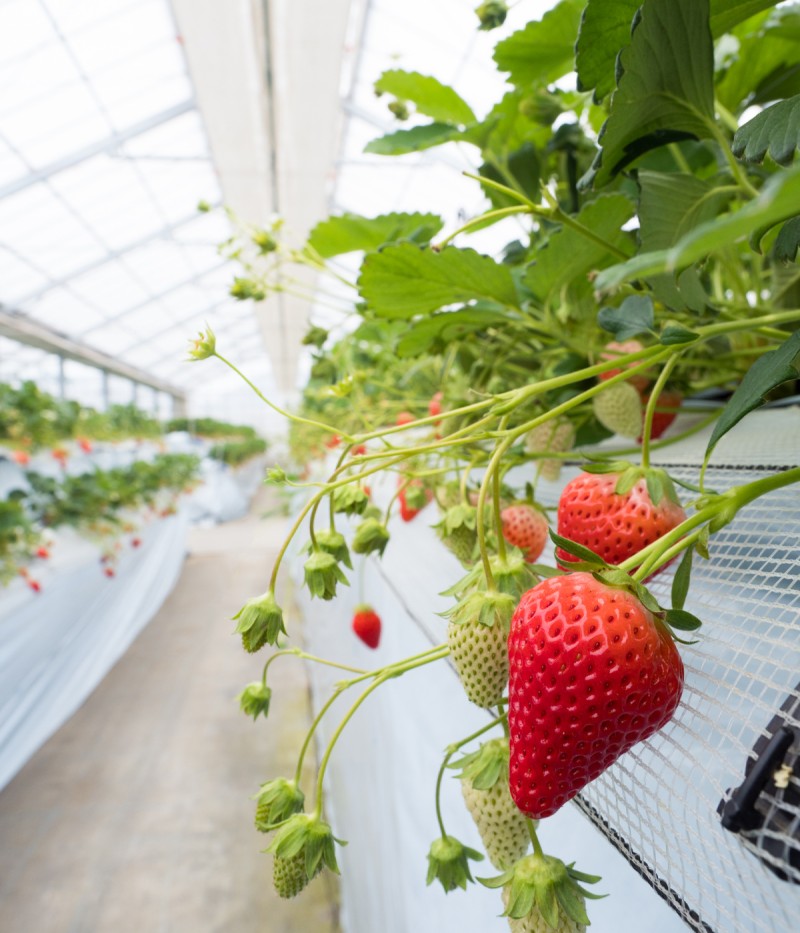 Advanced facility agriculture greenhouse