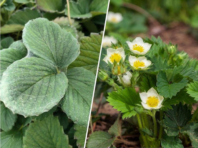 Spider Mite Control Performance