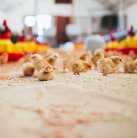 Licht für die Tierzucht