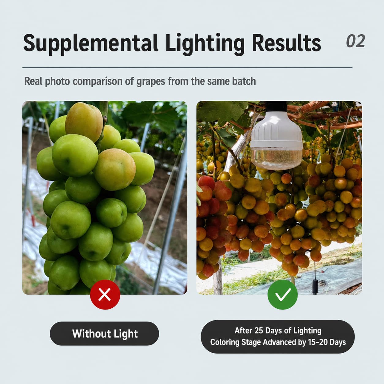 Grape Coloring Light Manufacturer