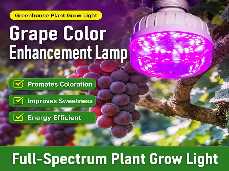 Grape coloring supplemental lighting